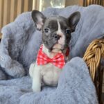 Jusya-female-french-bulldog-puppy-for-sale-1 (2)
