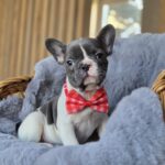 Jusya-female-french-bulldog-puppy-for-sale-1 (3)