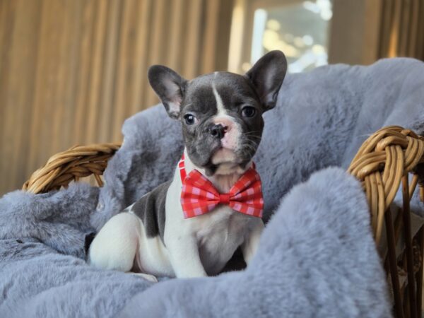 Jusya French Bulldog Jusya French Bulldog