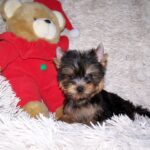 Kaisa-female-yorkshire-terrier-puppy-for-sale-1 (1)