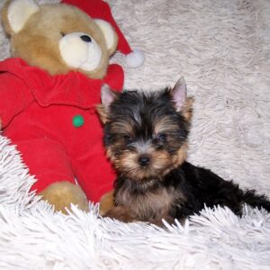 Kaisa Yorkshire Terrier Kaisa Yorkshire Terrier