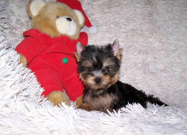 Kaisa Yorkshire Terrier Kaisa Yorkshire Terrier