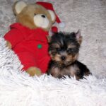 Kaisa-female-yorkshire-terrier-puppy-for-sale-1 (2)