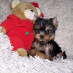 Kaisa-female-yorkshire-terrier-puppy-for-sale-1 (3)