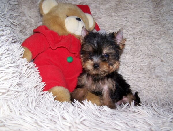 Kaisa Yorkshire Terrier Kaisa Yorkshire Terrier