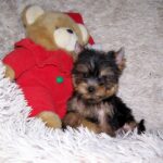 Kaisa-female-yorkshire-terrier-puppy-for-sale-1 (4)