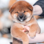 Kaito-male-Shiba-puppy-for-sale-1