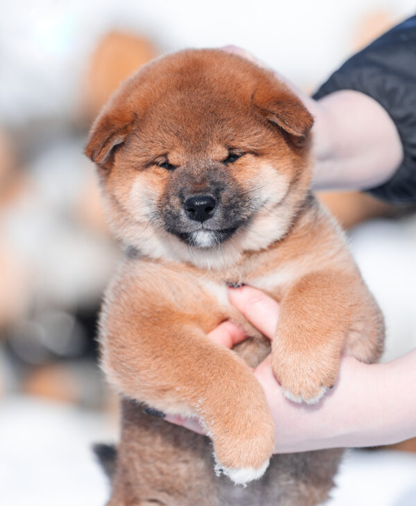 Kaito Shiba Inu Kaito Shiba Inu