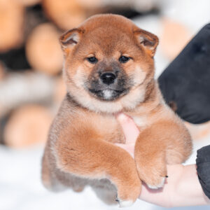 Kaito Shiba Inu Kaito Shiba Inu