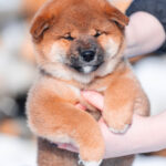 Kaito-male-Shiba-puppy-for-sale-3