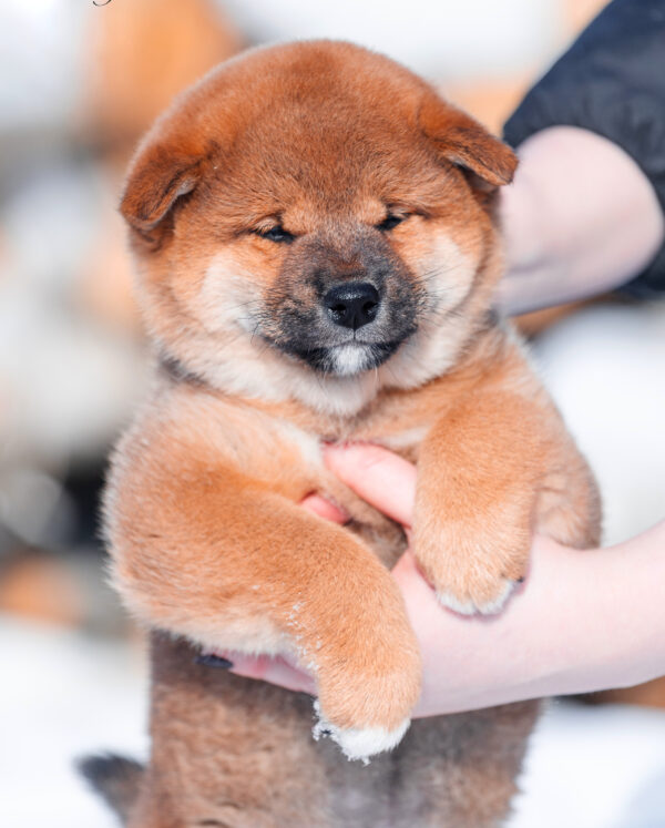 Kaito Shiba Inu Kaito Shiba Inu