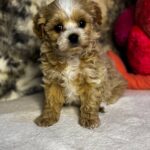 Kalea-female-Maltipoo-puppy-for-sale-1
