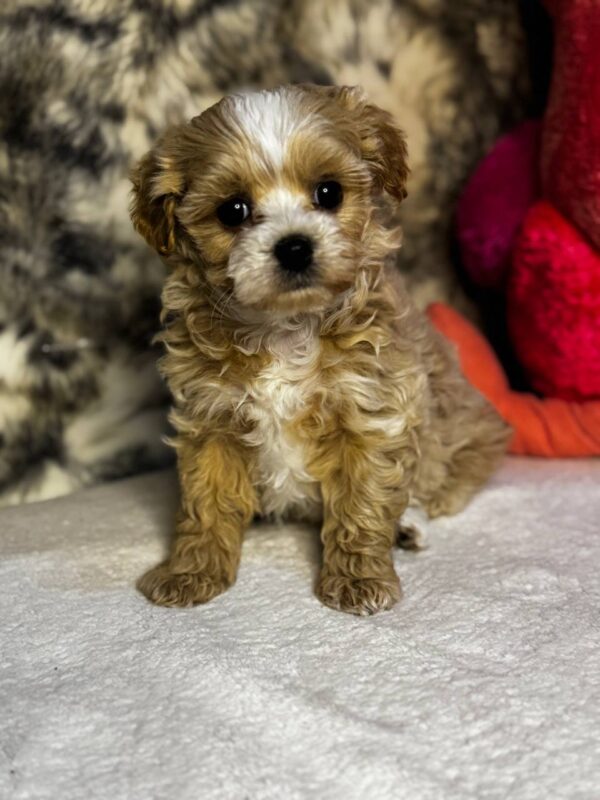 Kalea Maltipoo Kalea Maltipoo