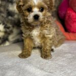 Kalea-female-Maltipoo-puppy-for-sale-2