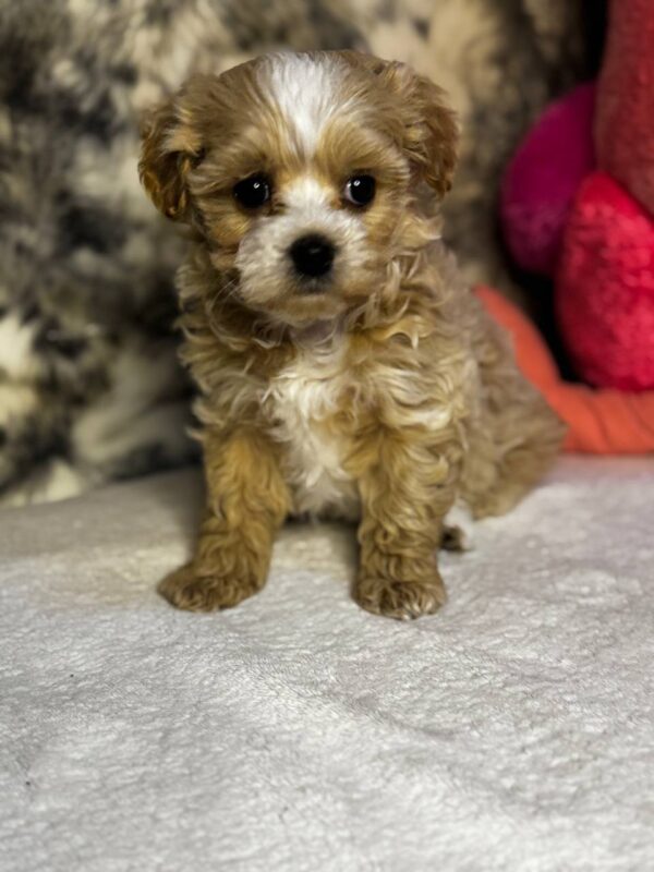 Kalea Maltipoo Kalea Maltipoo