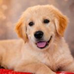 Kanyon-male-Golden-Retriever-puppy-for-sale-1