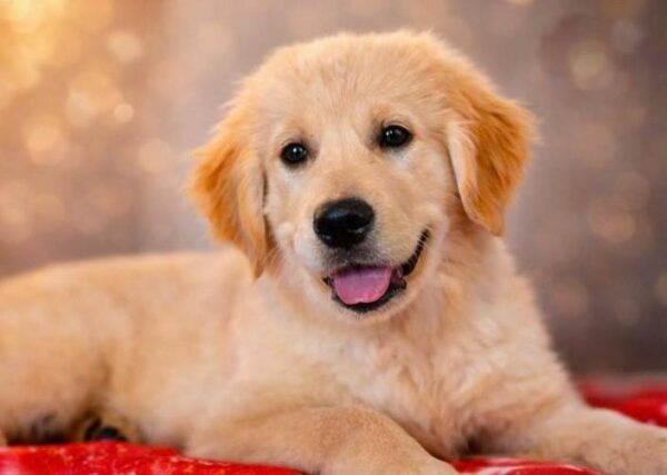 Kanyon Golden Retriever Kanyon Golden Retriever