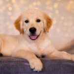 Kanyon-male-Golden-Retriever-puppy-for-sale-2