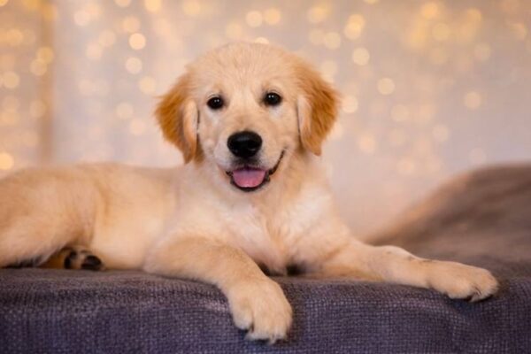 Kanyon Golden Retriever Kanyon Golden Retriever