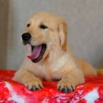 Kanyon-male-Golden-Retriever-puppy-for-sale-3