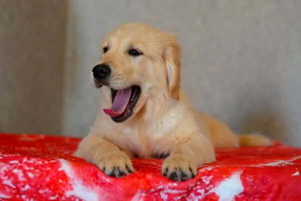 Kanyon Golden Retriever Kanyon Golden Retriever