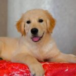 Kanyon-male-Golden-Retriever-puppy-for-sale-4