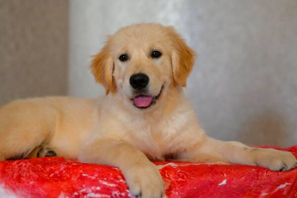 Kanyon Golden Retriever Kanyon Golden Retriever