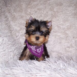 Karlos Yorkshire Terrier Karlos Yorkshire Terrier