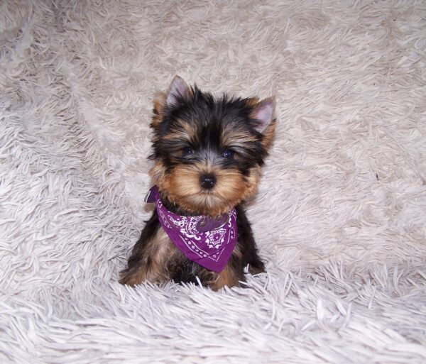 Karlos Yorkshire Terrier Karlos Yorkshire Terrier