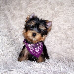 Karlos Yorkshire Terrier Karlos Yorkshire Terrier