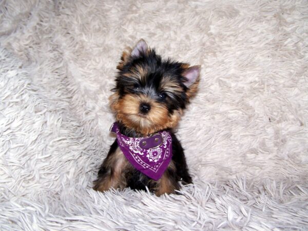 Karlos Yorkshire Terrier Karlos Yorkshire Terrier