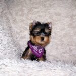 Karlos-male-yorkshire-terrier-puppy-for-sale-1 (3)
