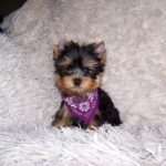 Karlos-male-yorkshire-terrier-puppy-for-sale-1 (4)