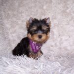 Karlos-male-yorkshire-terrier-puppy-for-sale-1 (5)