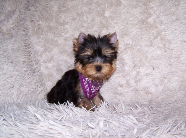 Karlos Yorkshire Terrier Karlos Yorkshire Terrier