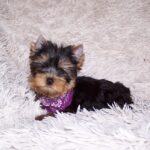 Karlos-male-yorkshire-terrier-puppy-for-sale-1 (6)