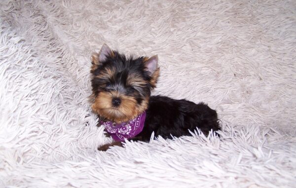Karlos Yorkshire Terrier Karlos Yorkshire Terrier