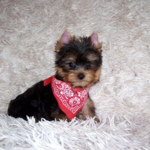 Kedmon Yorkshire Terrier Kedmon Yorkshire Terrier