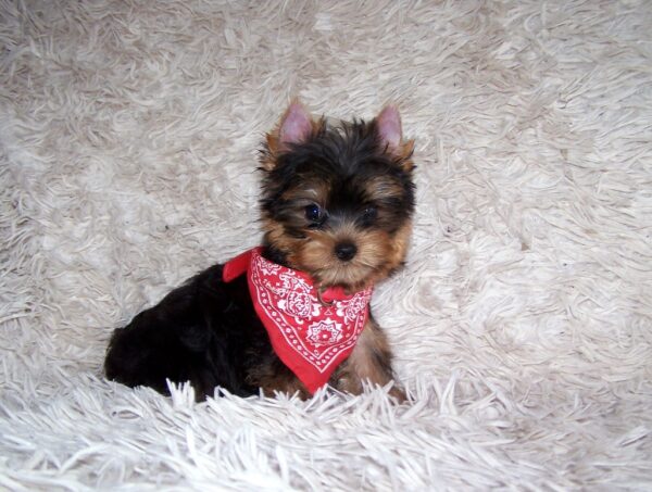 Kedmon Yorkshire Terrier Kedmon Yorkshire Terrier