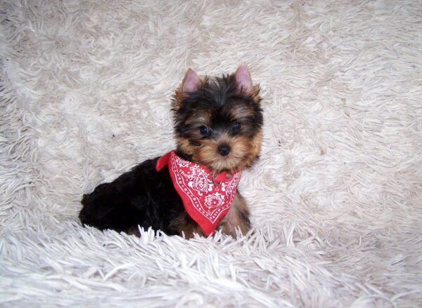 Kedmon Yorkshire Terrier Kedmon Yorkshire Terrier