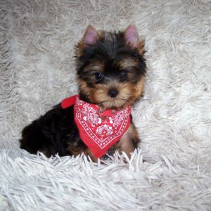 Kedmon Yorkshire Terrier Kedmon Yorkshire Terrier