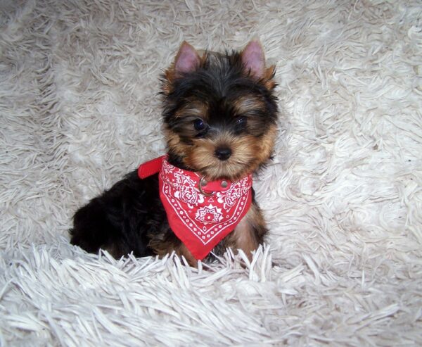 Kedmon Yorkshire Terrier Kedmon Yorkshire Terrier