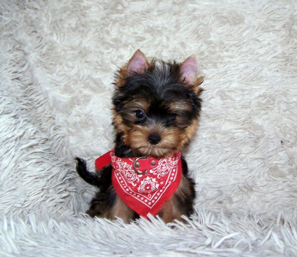 Kedmon Yorkshire Terrier Kedmon Yorkshire Terrier