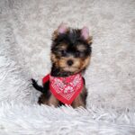 Kedmon-male-yorkshire-terrier-puppy-for-sale-1 (5)