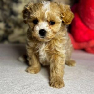 Keyla Maltipoo Keyla Maltipoo