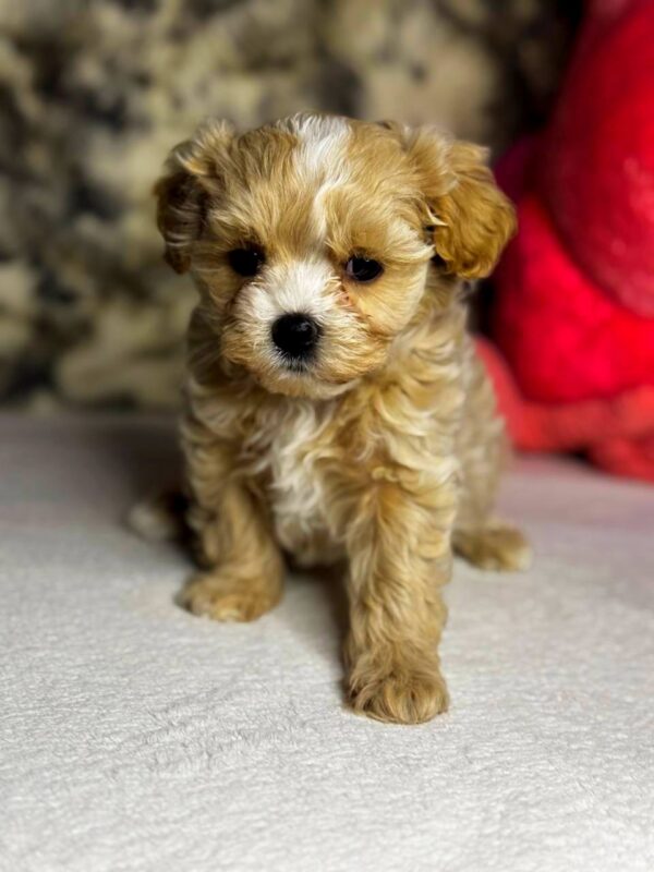 Keyla Maltipoo Keyla Maltipoo