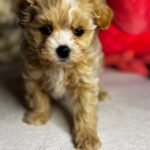 Keyla-female-Maltipoo-puppy-for-sale-2