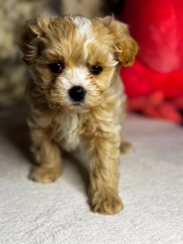 Keyla Maltipoo Keyla Maltipoo