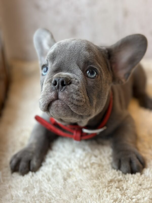 Kinder French Bulldog Kinder French Bulldog