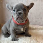 Kinder-male-french-bulldog-puppy-for-sale-1 (3)